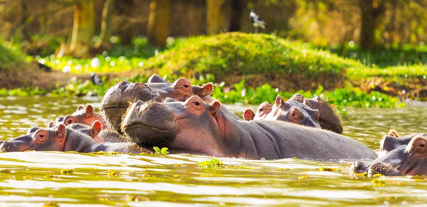 The Magnificent Lake Naivasha